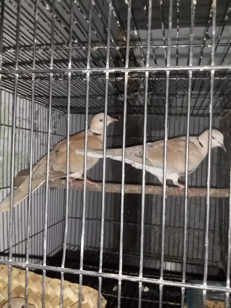 Jual Burung Puter Pelung Sepasang