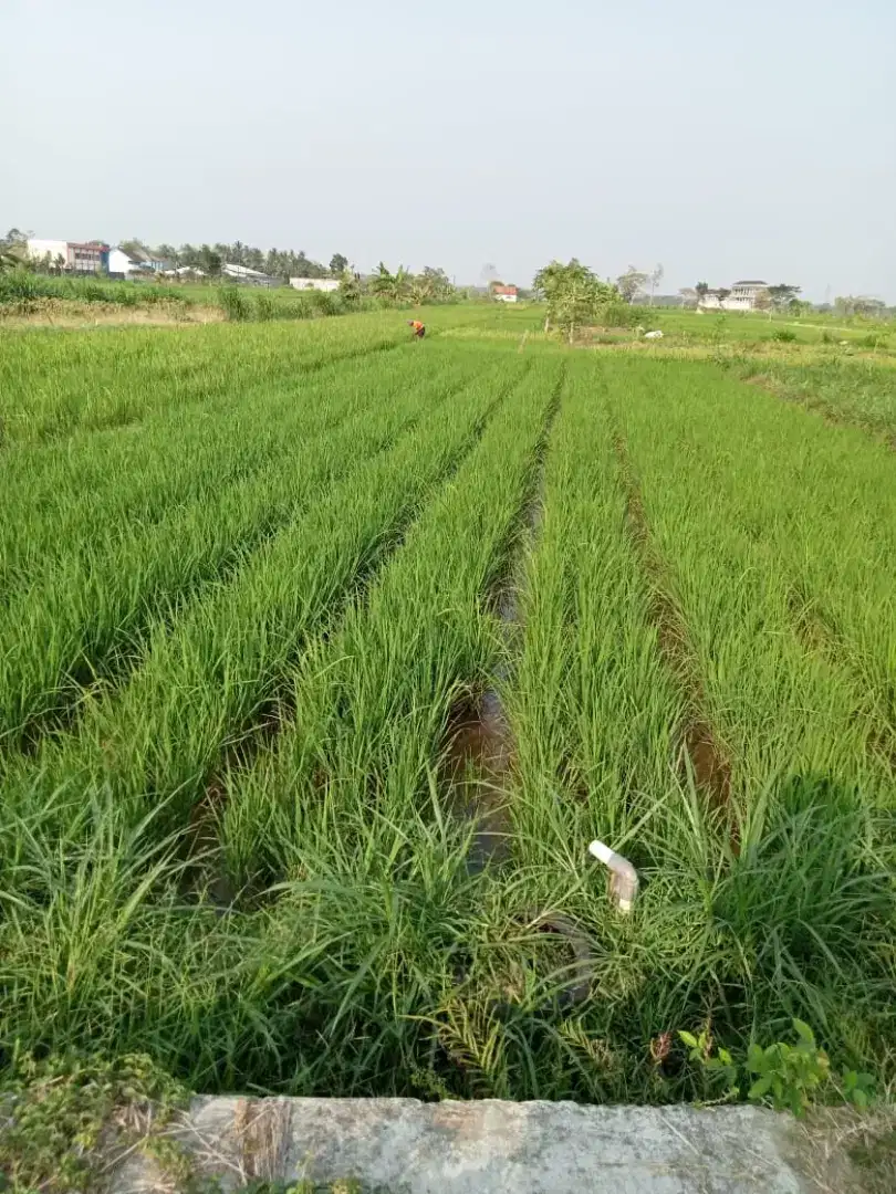 Tanah Sawah 251 m2 Kulon Progo