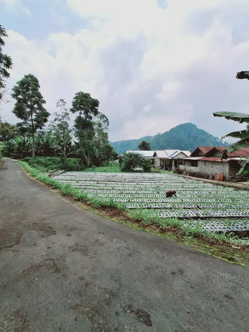 TANAH MURAH KEMUNING