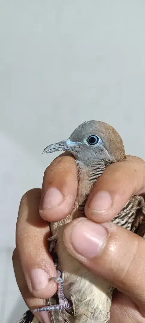 burung perkutut lokal