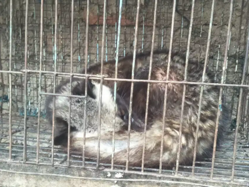 musang betina semi jinak