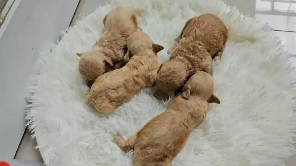 ANJING POODLE STANBUN OPEN BOCKING