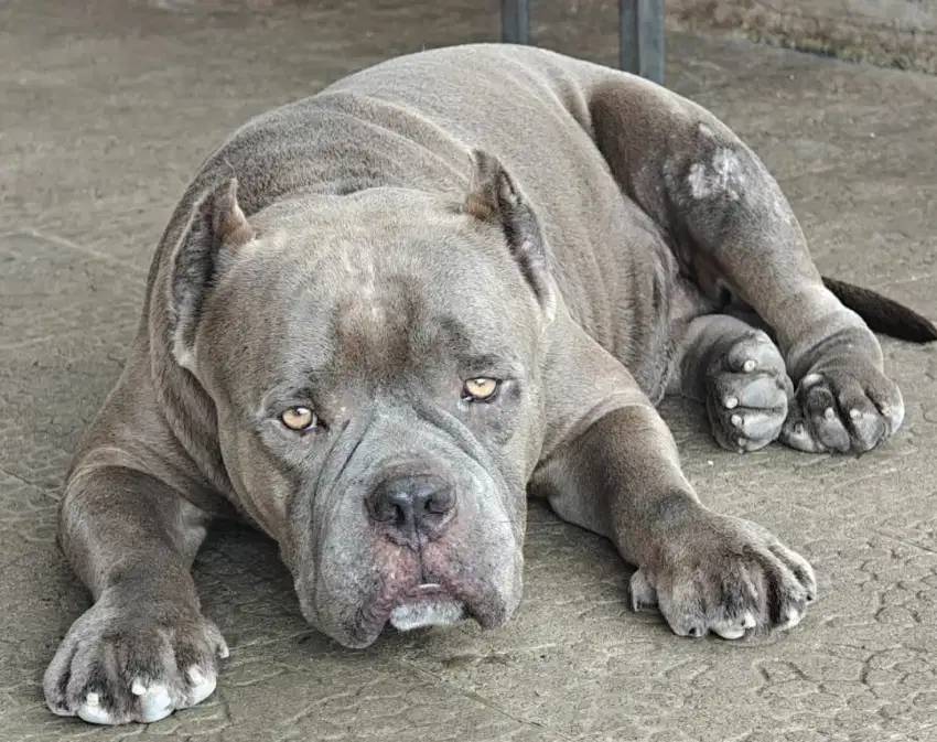 American Bully Dob 4 NoV 2021