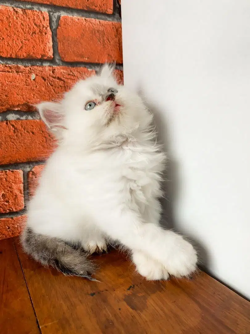 Kitten Ragdoll Betina 2 bulan