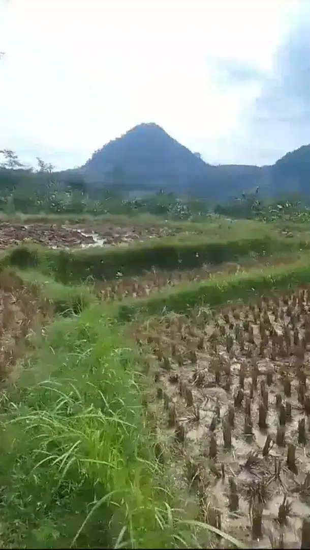 Tanah View sekeliling GUNUNG sejuk MDPL 800 d cikalong cianjur