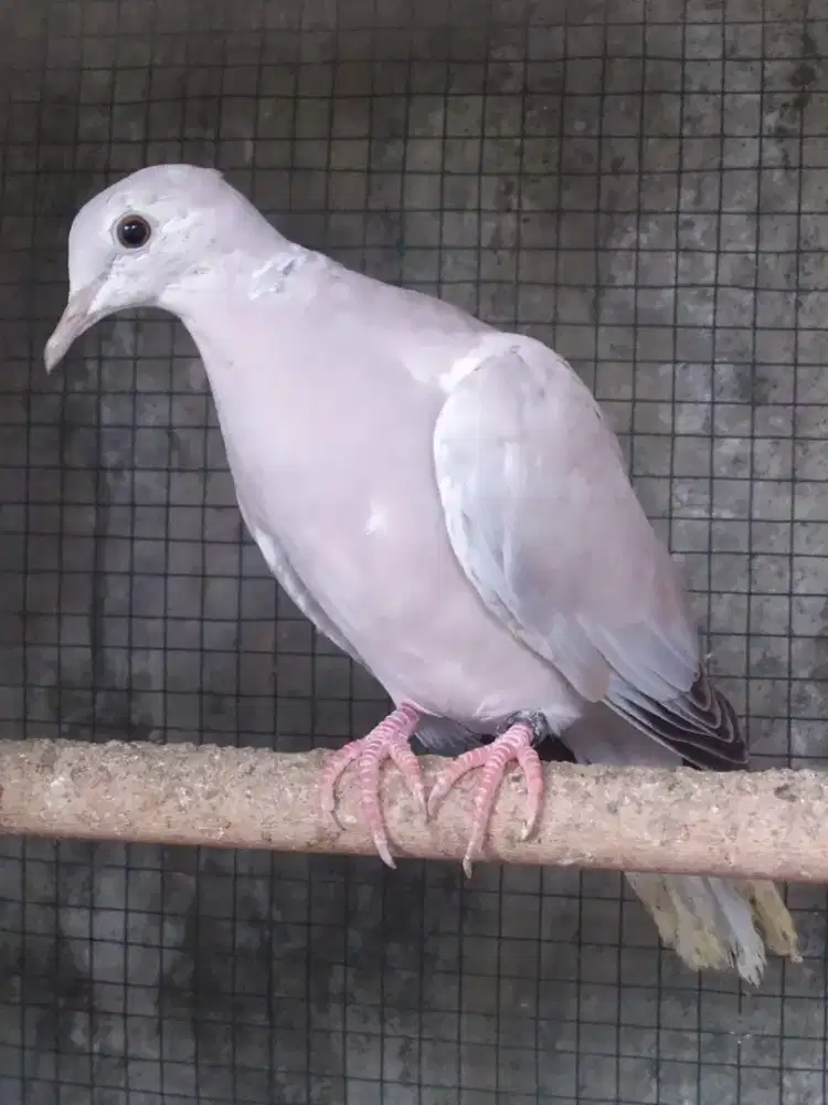 Puter Violet/Ungu sudah kress puter pelung