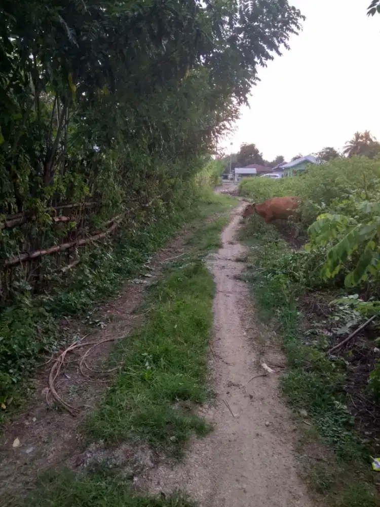 Jual Tanah di daerah Lancang, Labuan Bajo