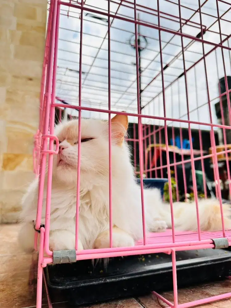 Penitipan kucing murah, penitipan kucing jogja, penitipan kucing