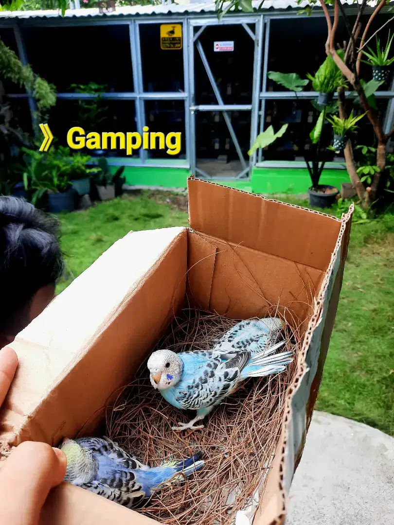 burung Parkit anakan lolohan baby bahan free fly seratus dapat 3