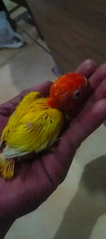 Lolohan Biola lutino mm