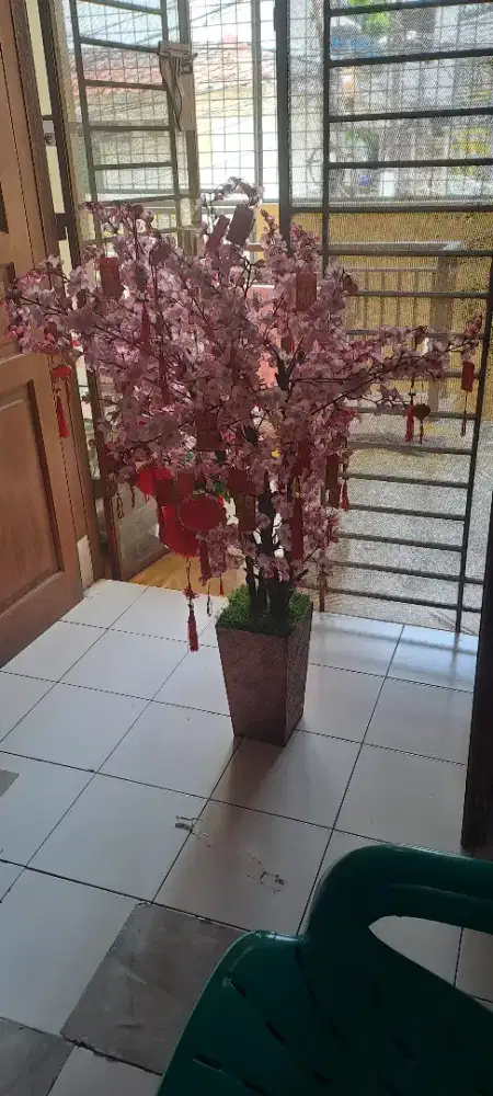 Dijual pohon imlek second