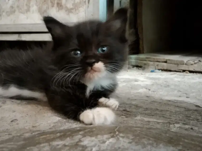 Kitten Persia Blacky