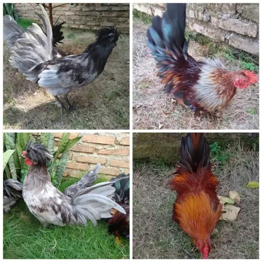 Jual ayam hias kate kt dan ayam jambul poland jantan betina muda medan