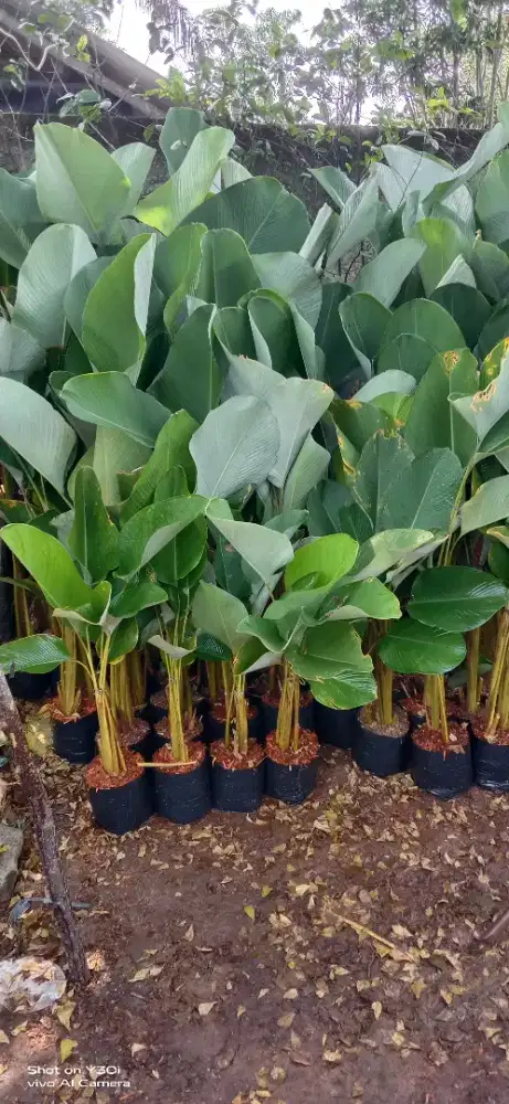 Menjual pohon pisang kalatea taman