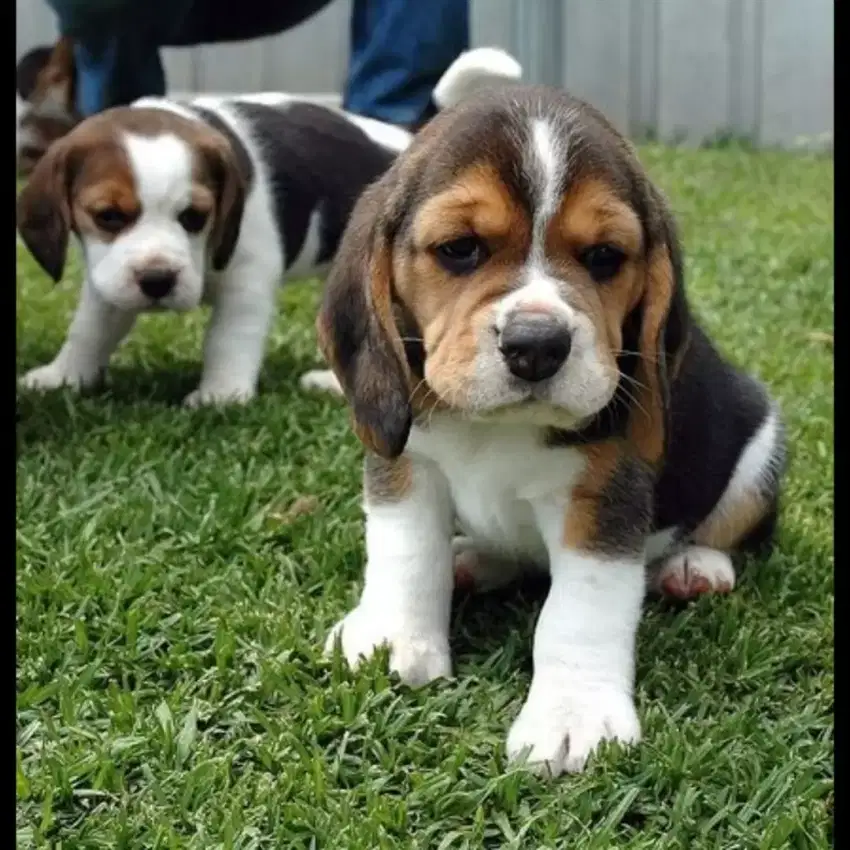 DIJUAL ANJING BEAGLE