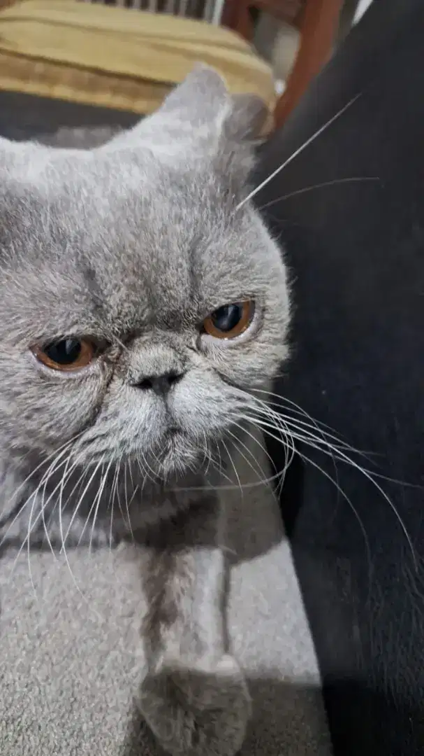 Exotic shorthair