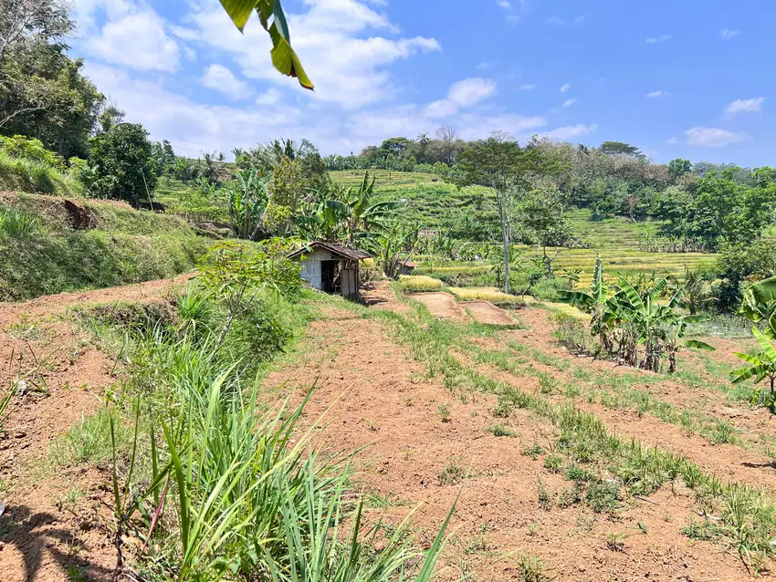 Jual Sawah Subur 3x Panen Karangpandan Karanganyar