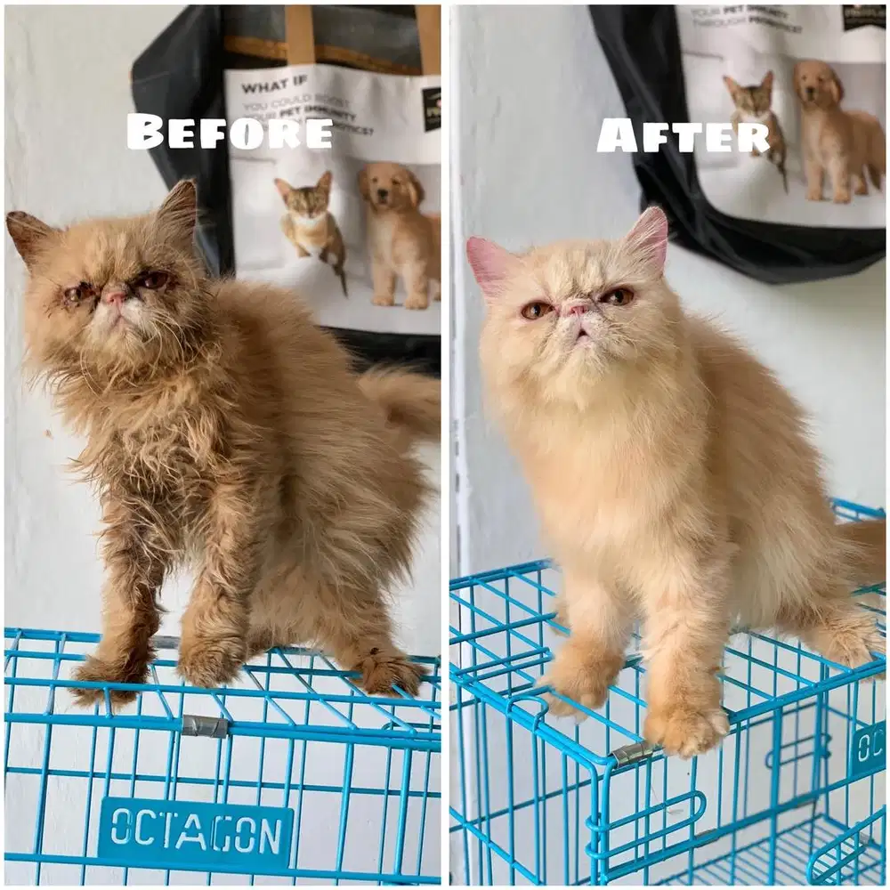 Grooming kucing jogja