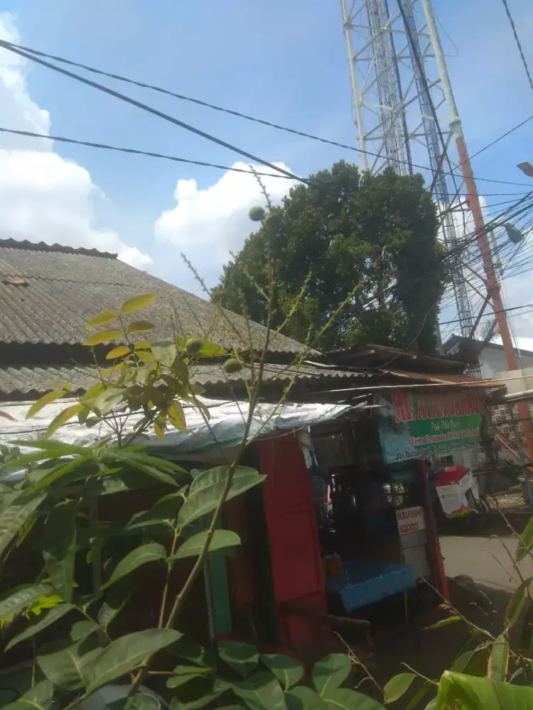 Pohon kelengkeng cangkokan mata lada pernah ber bunga dan berbuah