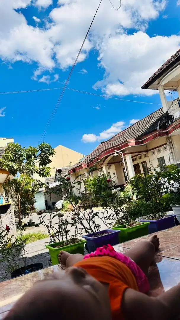 Penitipan kucing jogja, penitipan kucing murah, petshop kucing