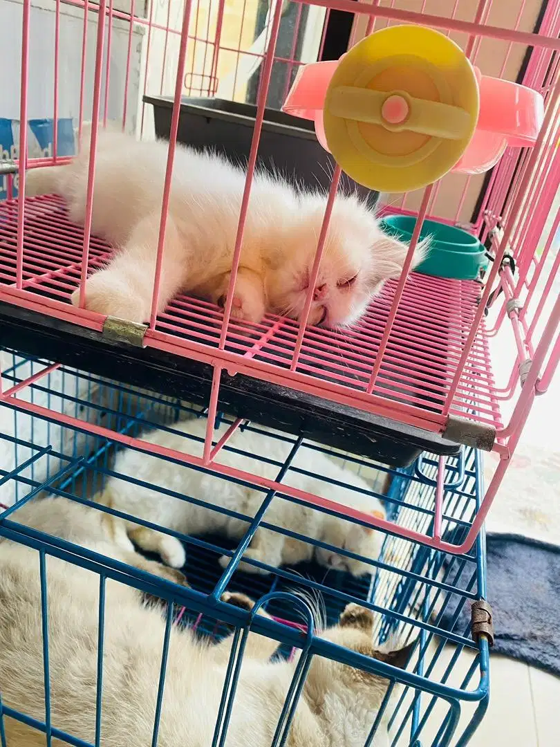 Penitipan kucing jogja, penitipan kucing murah, petshop kucing jogja