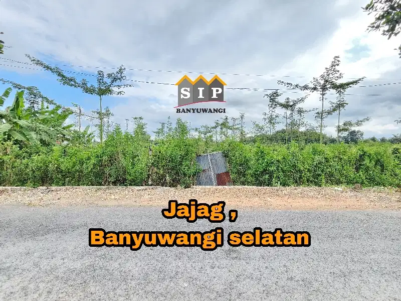 Dijual Sawah tanaman Buah Naga di Jajag Banyuwangi