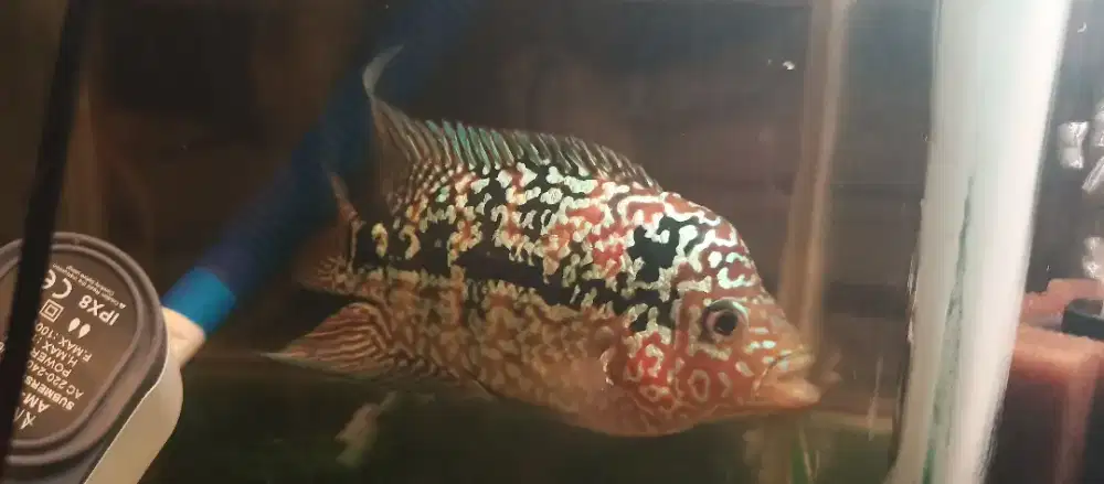 Louhan Kamfa F2 Female