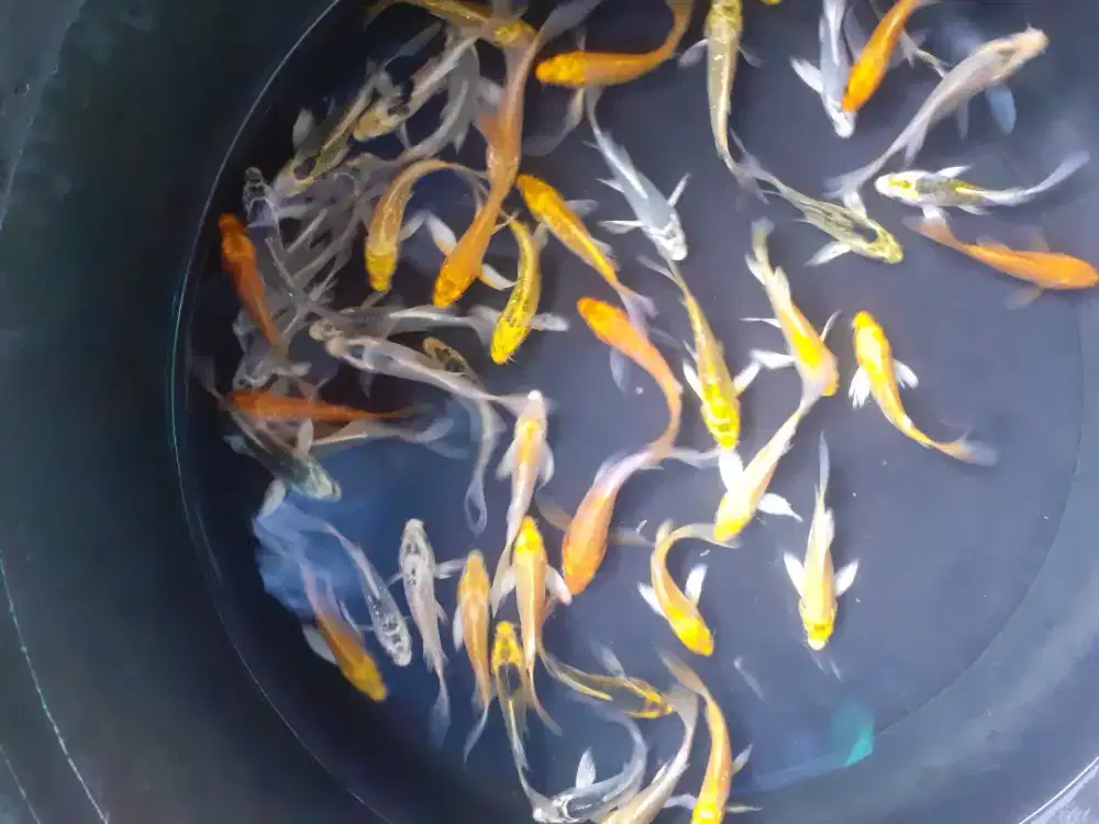 Jual koi slayer uk 12 cm paket 100 ekor