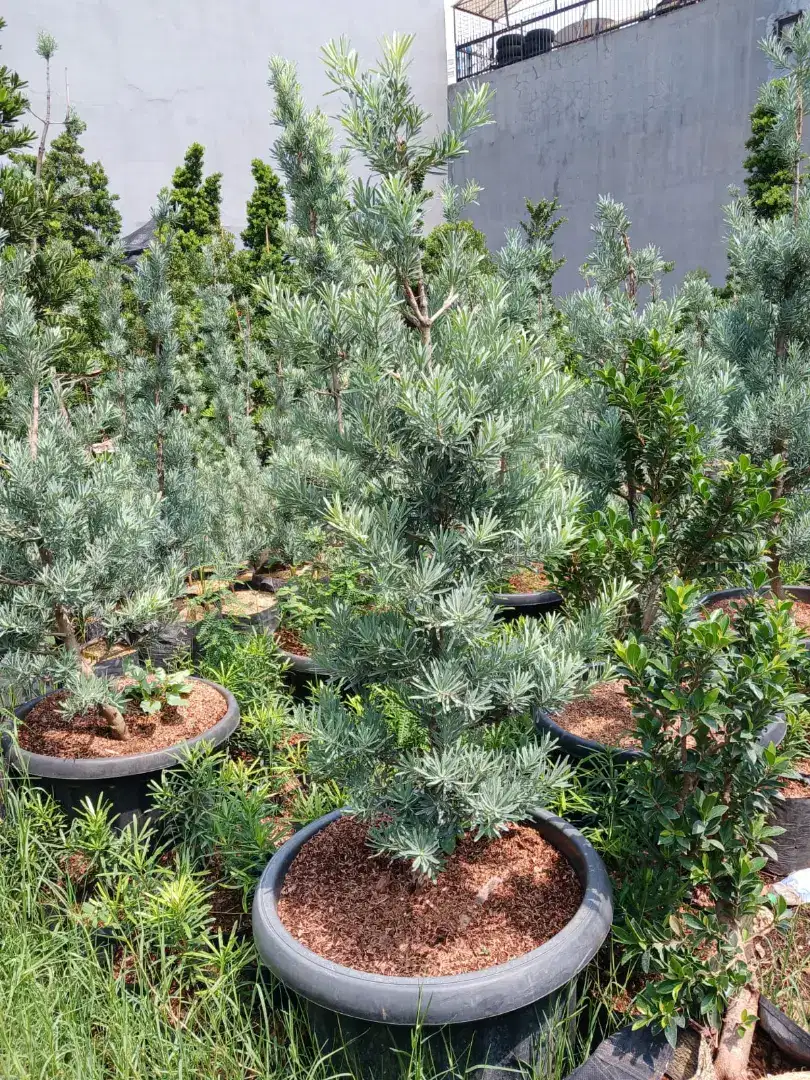 Pohon lohansum blue ice tinggi 150 cm