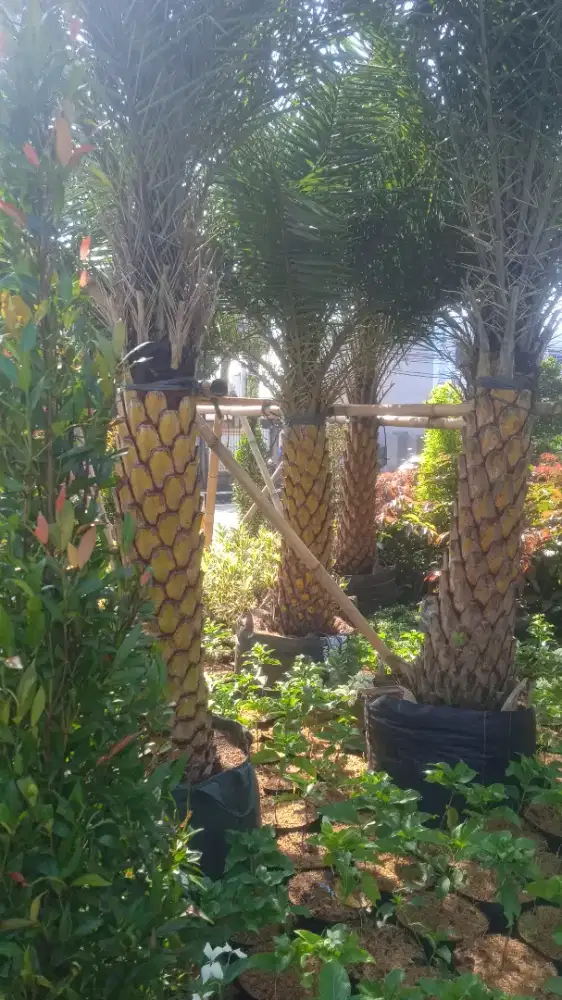 Pohon kenari tinggi 130cm batang keras