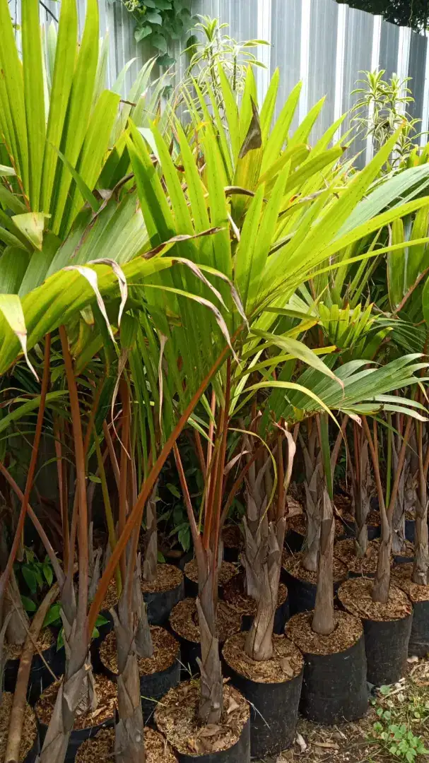 Pohon palem botol tinggi satu meter setengah daun..