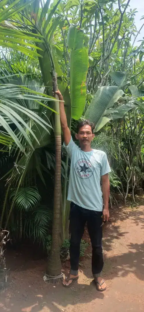 Pohon palem putri tinggi 3 meter daun...