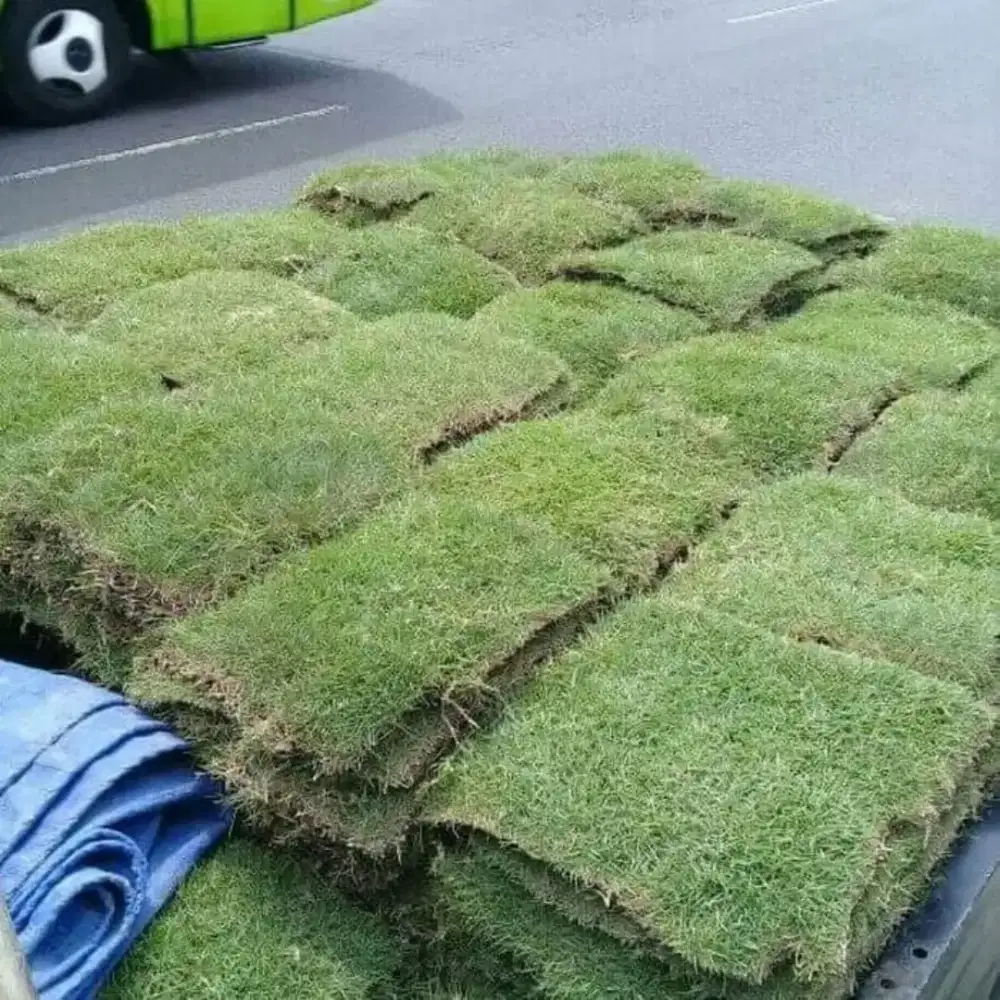 Rumput Manila dan gajah mini