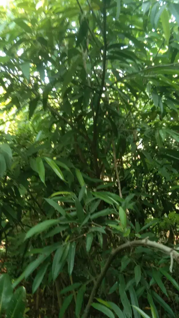 Pohon nagasari tinggi 2 meter up daun..