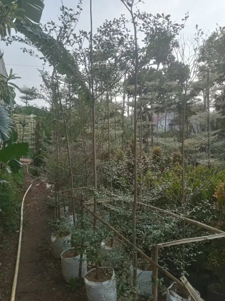 Pohon Ketapang Kencana