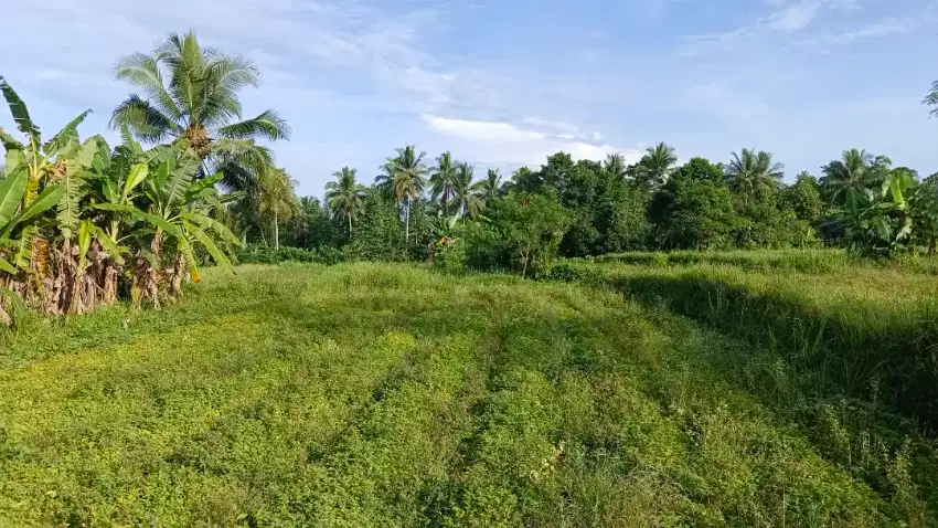 DI JUAL CEPAT TANAH SAWAH PRODUKTIF