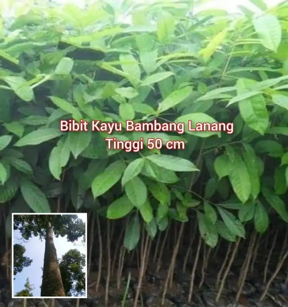 Bibit Kayu Bambang Lanang Tinggi 50 cm