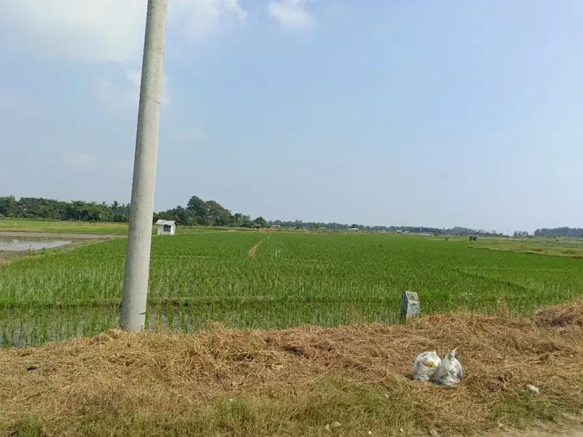 Dijual Sawah di desa sugihwaras