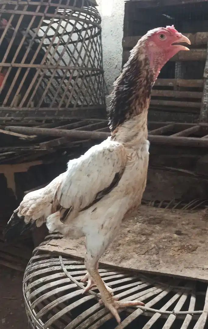 ayam shamo betina babon biang