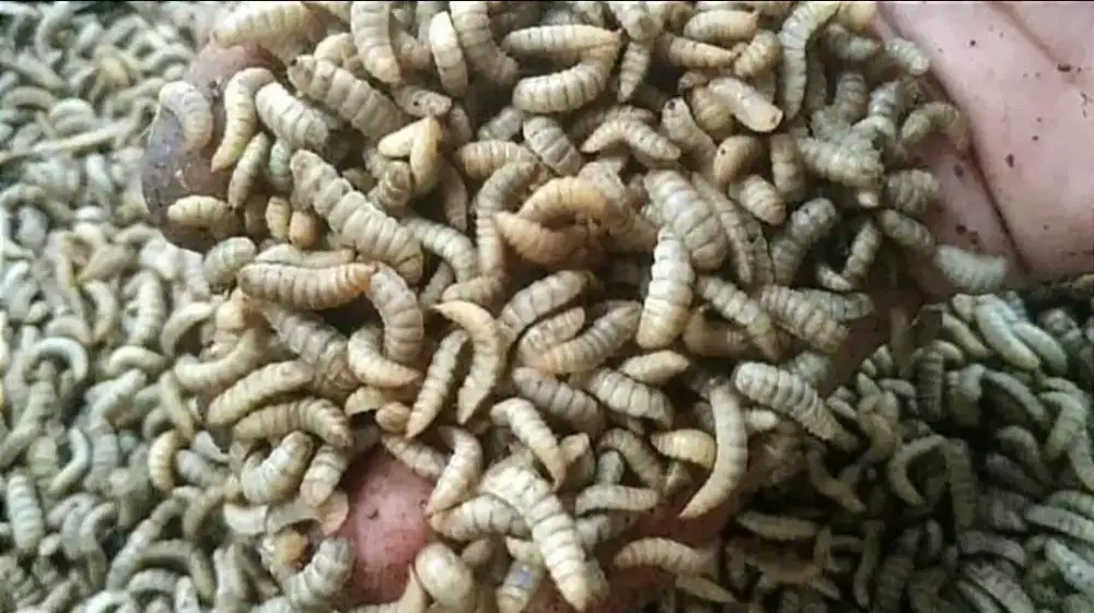 Jual magot fresh per 100 gram