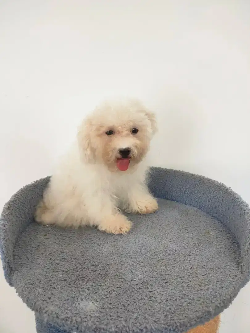 Bichon Frise ( boneka hidup) bloodline Korea