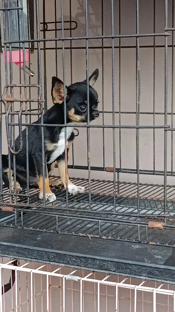 Chihuahua Puppy Jantan