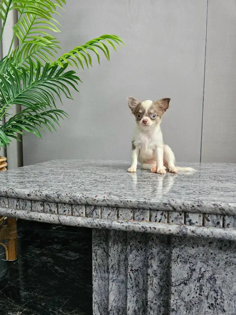 For sale 1 anakan chihuahua long coat betina cantik