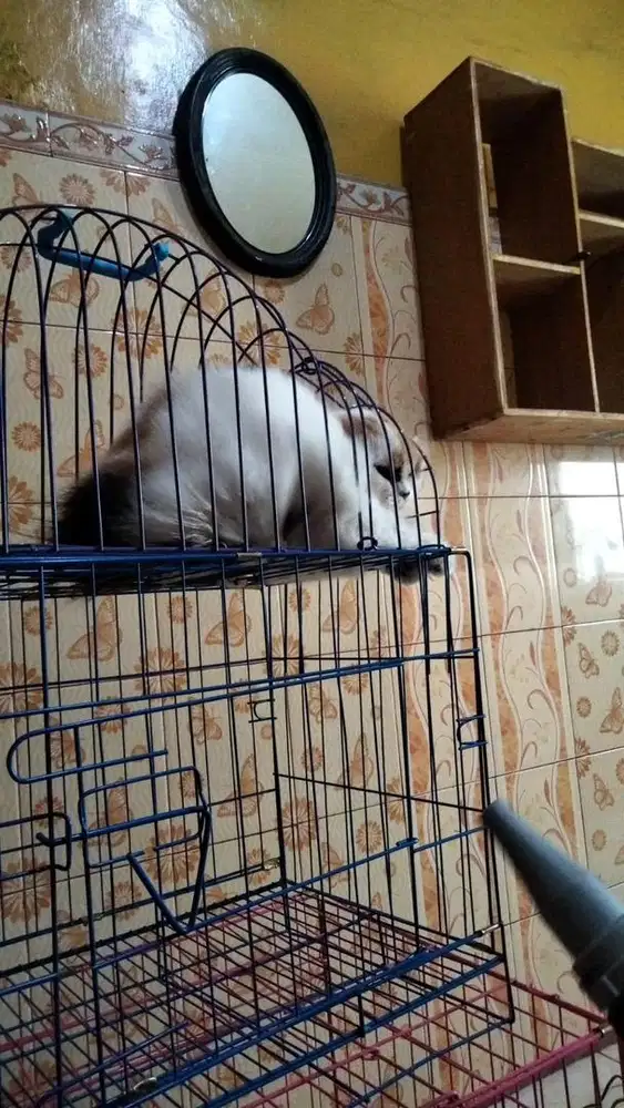 Penitipan kucing jogja, penitipan kucing murah petshop kucing jogja