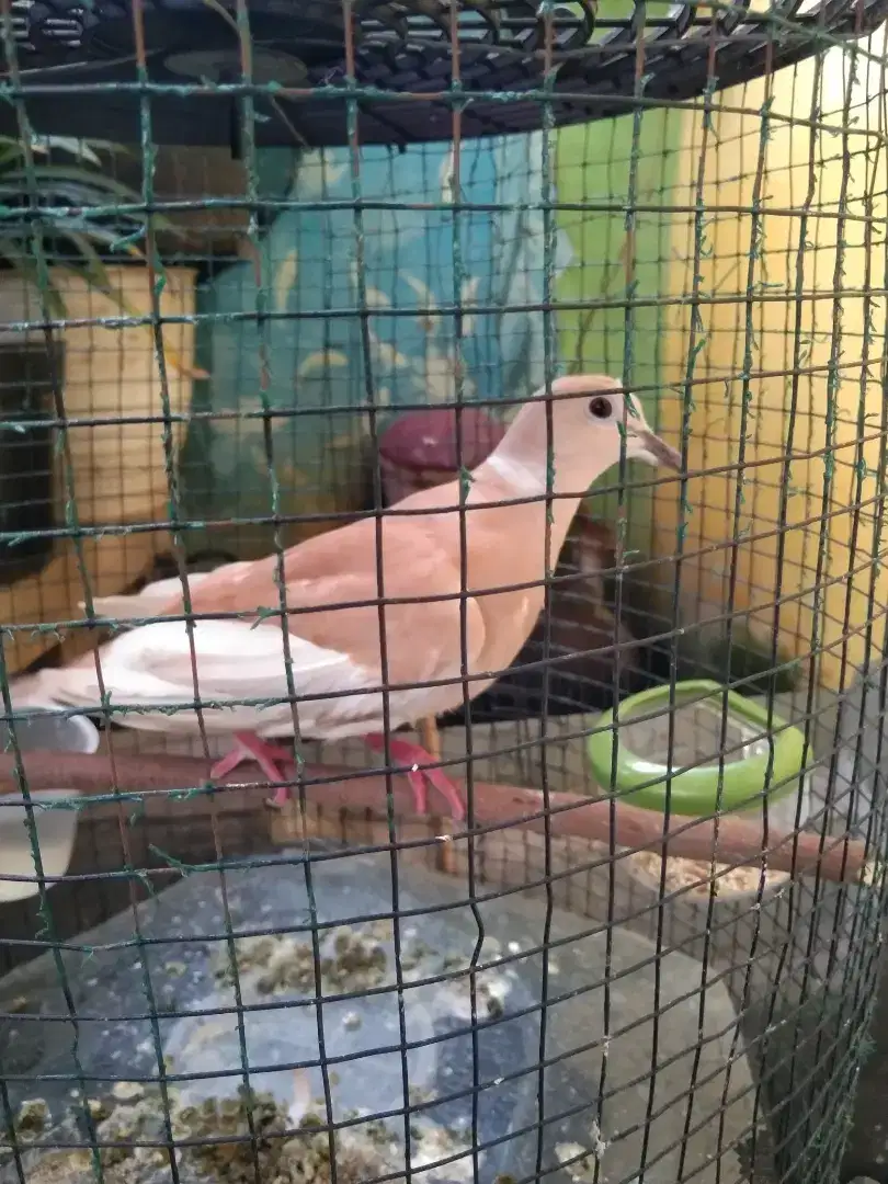 Burung puter arab / turki