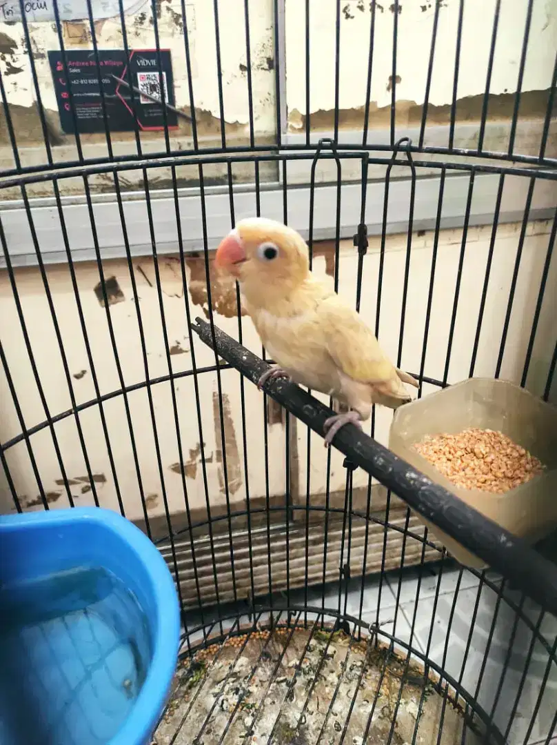 Lovebird Paud PB PASTEL 3 bulan Prediksi Betina