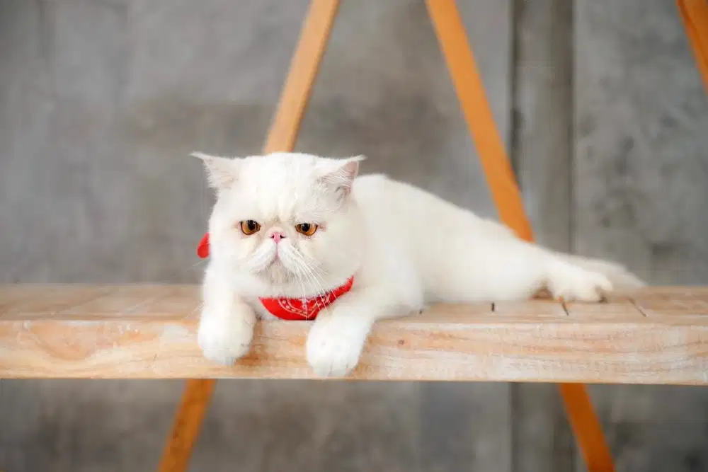Kucing peaknose pacak putih solid
