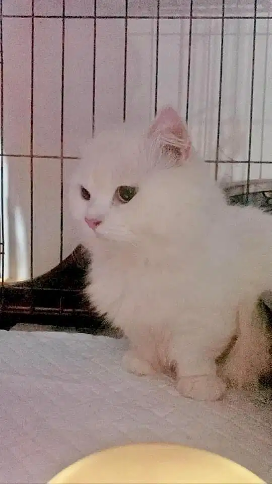 Pacak munchkin kaki pendek