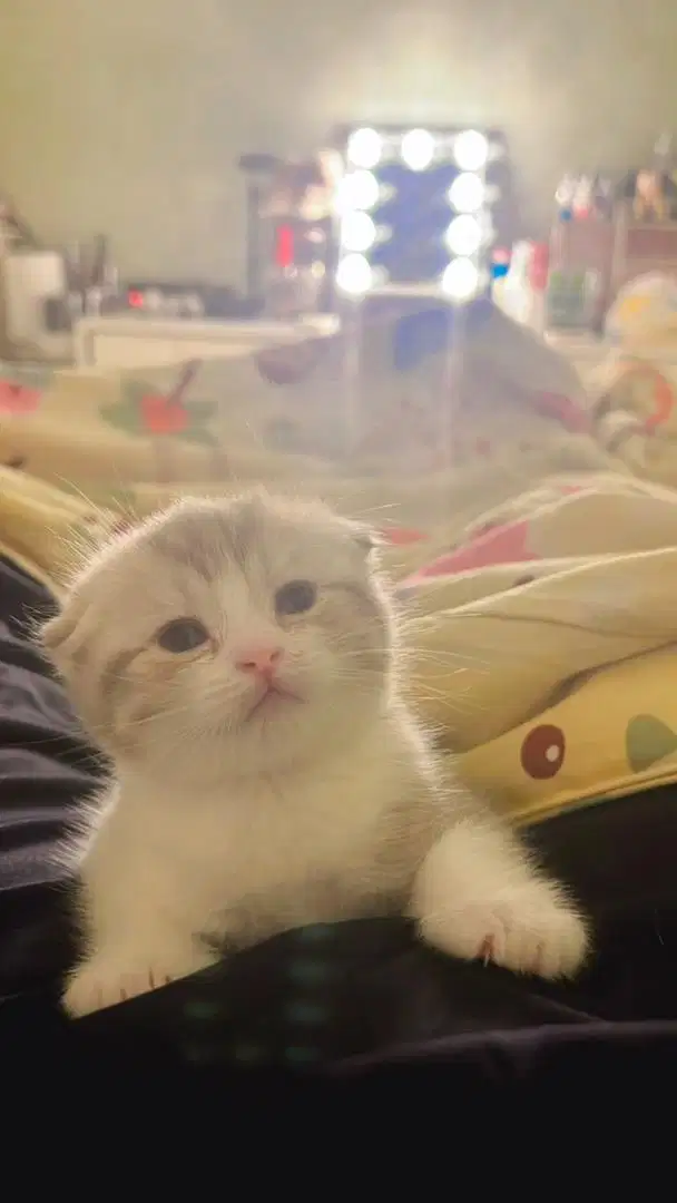 Kucing Scottish Fold Short Hair