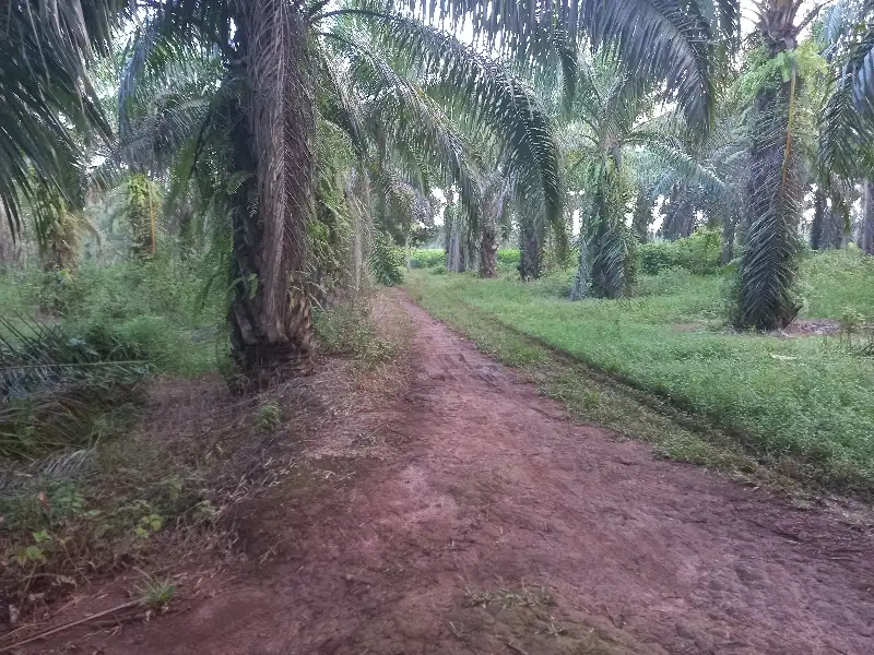 tanah 30 hektar dekat jalan lintas bumi ratu lampung tengah